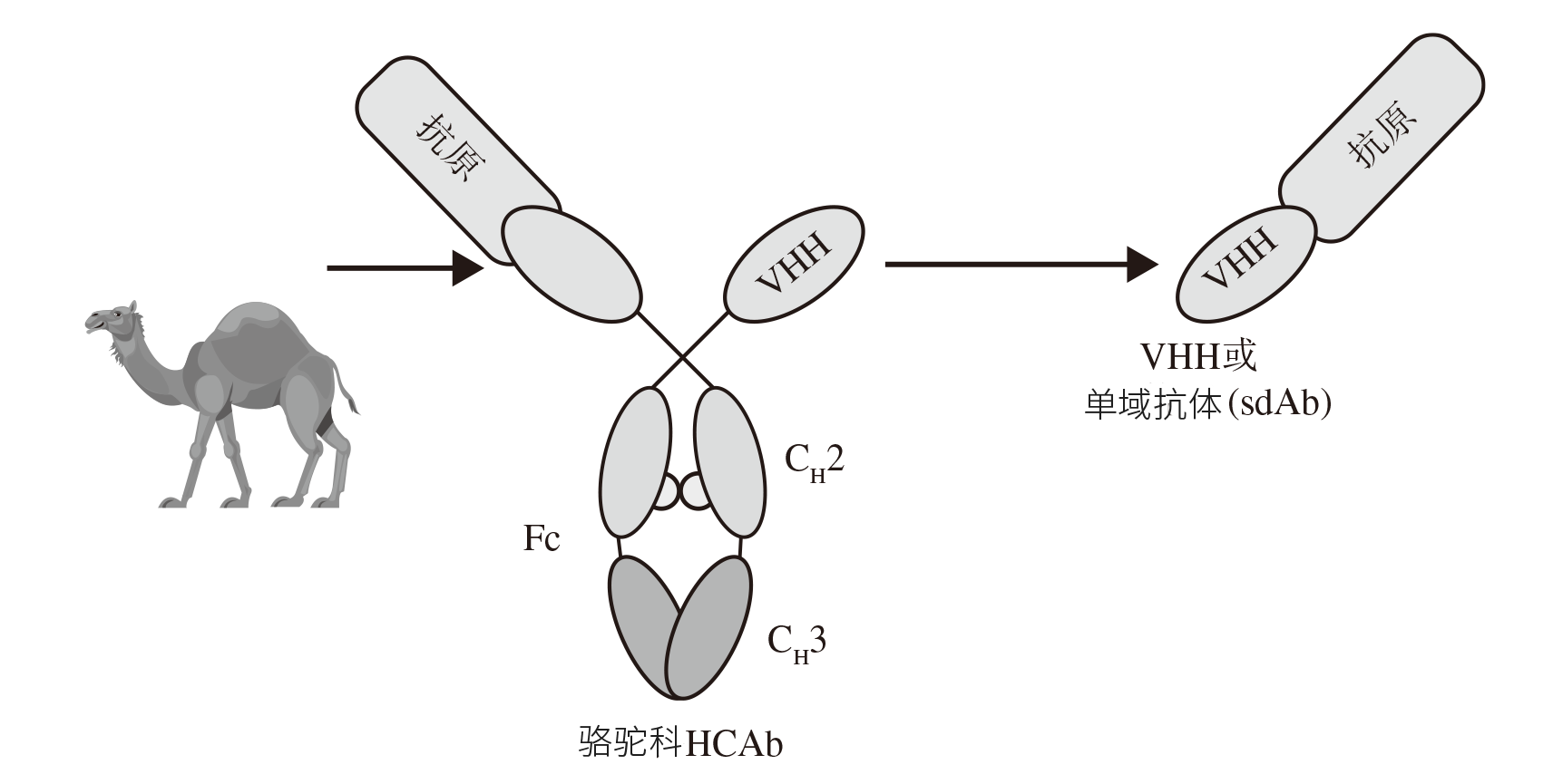 骆驼