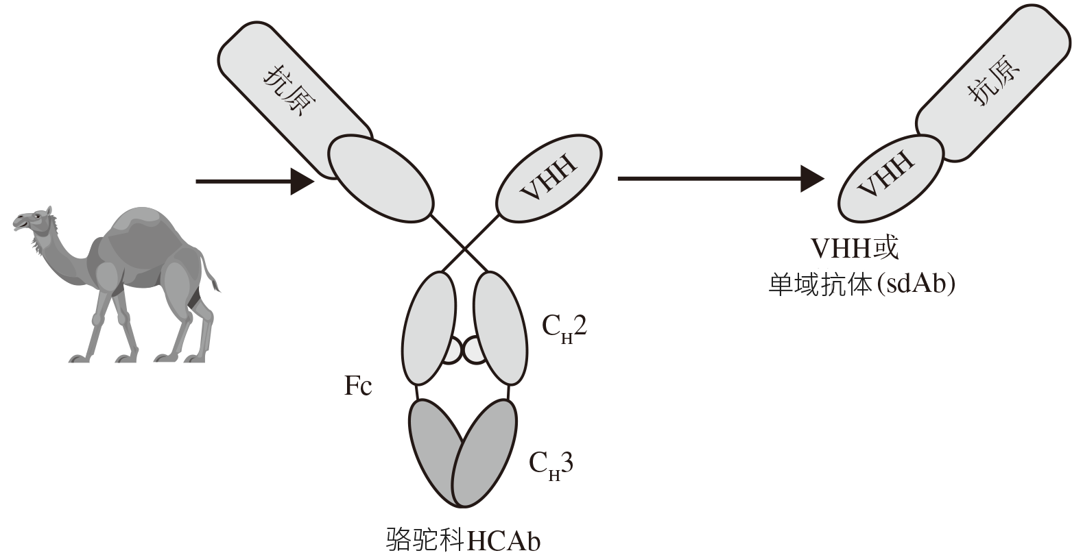 骆驼